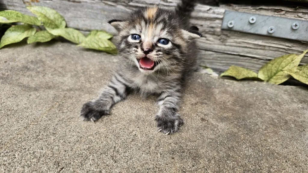 子猫発見